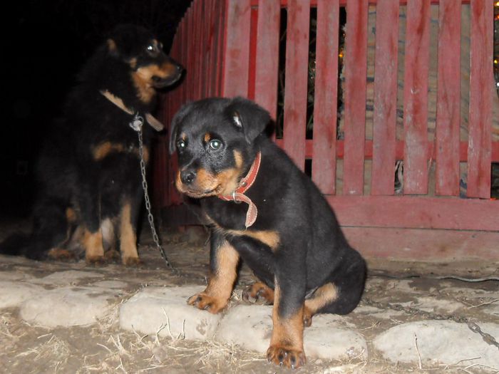 NERO SI ROKY - TASHA SI ROKY LA STADIUL DE PUI