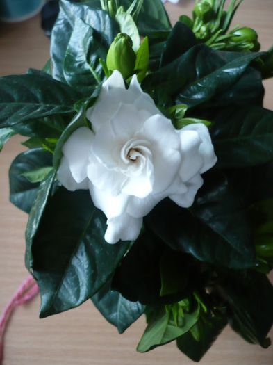 P1020322 - gardenia