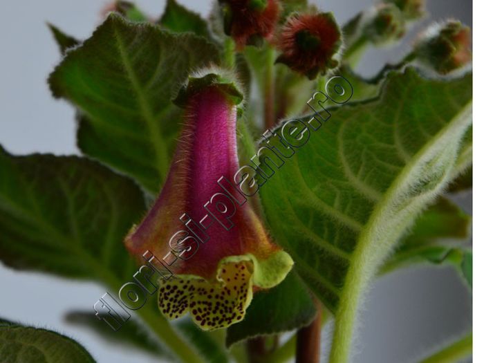 Kohleria Luci s ??? - KOHLERIA IV - Hibrizii mei - My hybrids