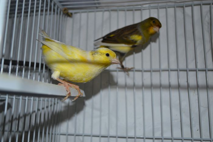 DSC_1527 - canari