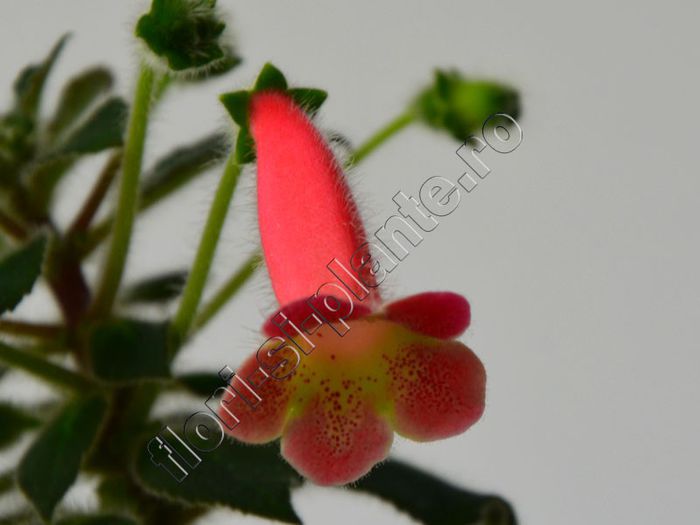 Kohleria Amanda (ni) - KOHLERIA II 2