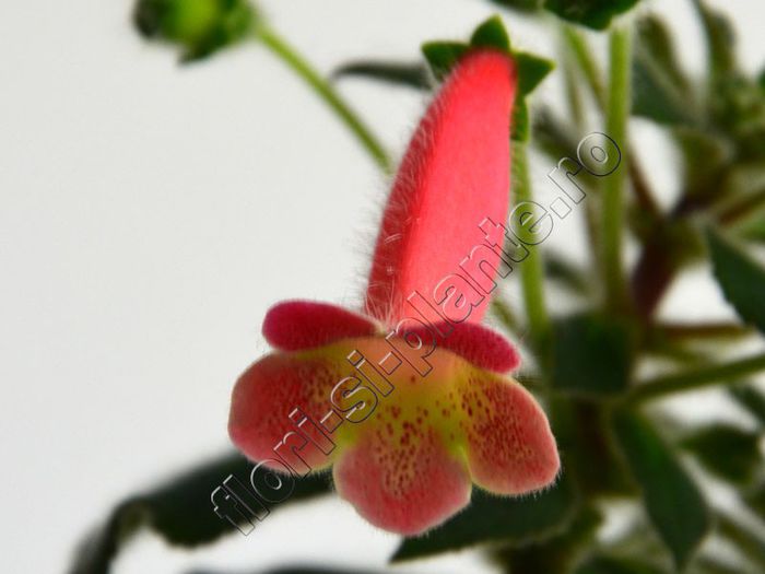 Kohleria Amanda (ni) - KOHLERIA II 2