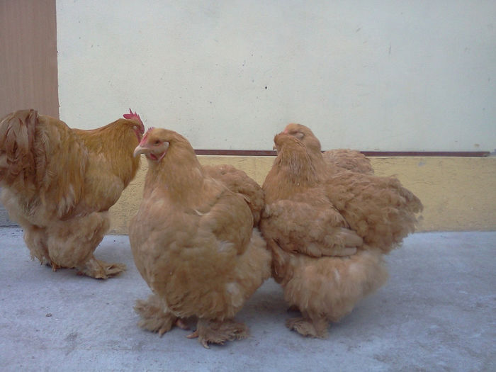 IMG20140224_011 - Cochinchina uriaș galben de vanzare 2019