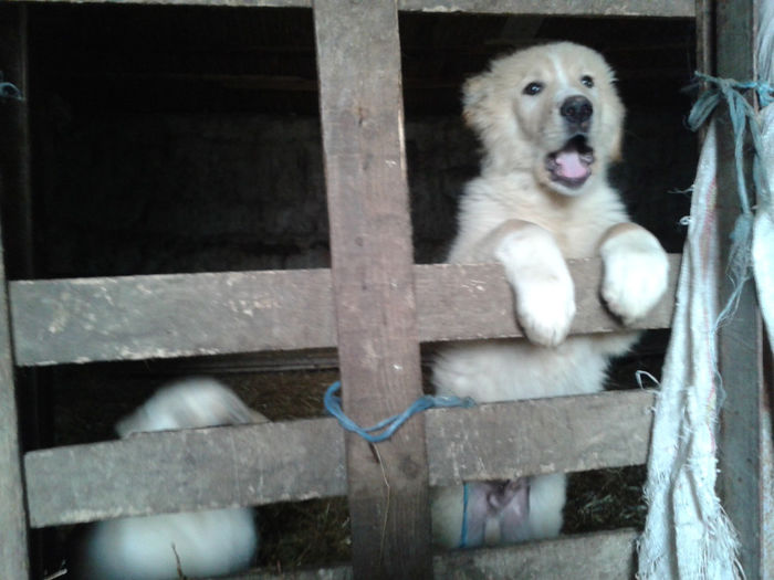 20140227_134925 - Dolfa