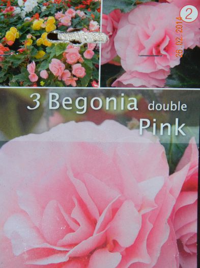 BEGONIA DOUBLE PINK