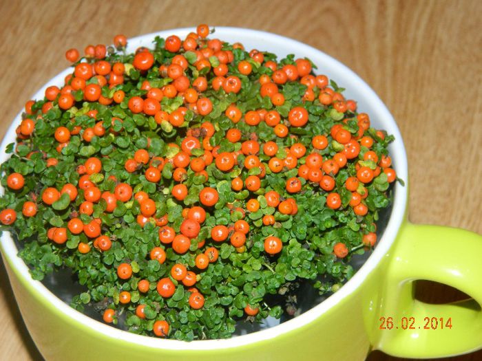 NERTERA GRANAD ASTRID