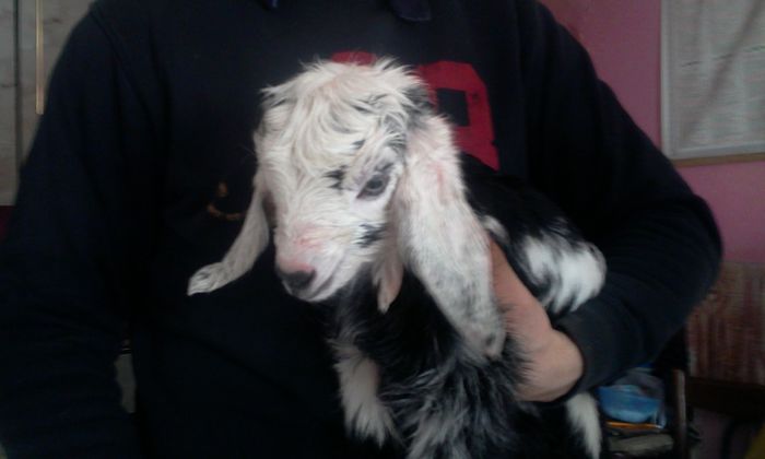 Fotografie1219; o ieduta, fatata azi, 27 feb 2014
