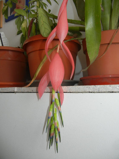 Queens Tears (2014, February 27) - Billbergia nutans