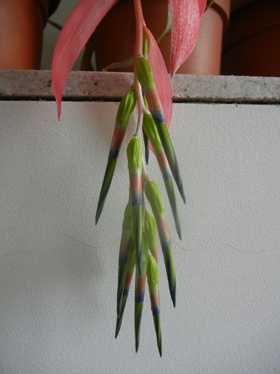 Queens Tears (2014, February 27) - Billbergia nutans