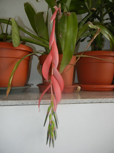 Friendship Plant (2014, February 27) - Billbergia nutans