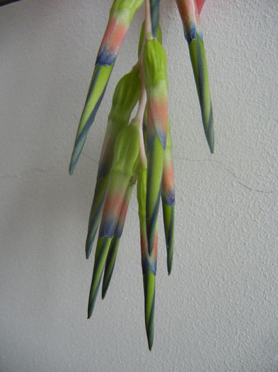 Queens Tears (2014, February 27) - Billbergia nutans