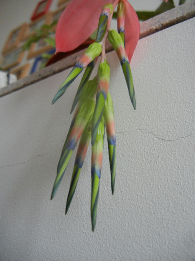 Billbergia nutans (2014, February 27)