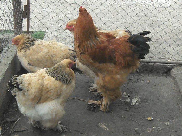 IMG_20140227_163110 - Brahma Columbia