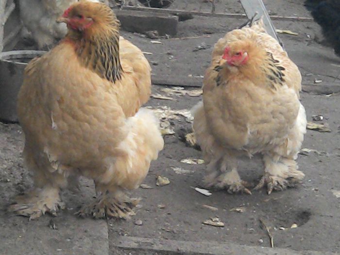 IMG_20140227_172709 - Brahma Columbia