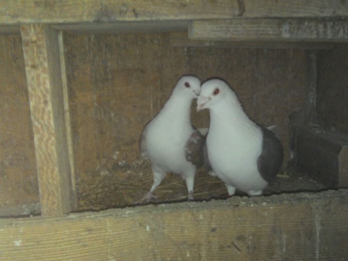 IMG_20140227_173812 - Porumbei Listi