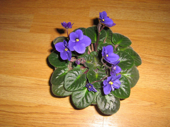 violete 014 - Florile mele