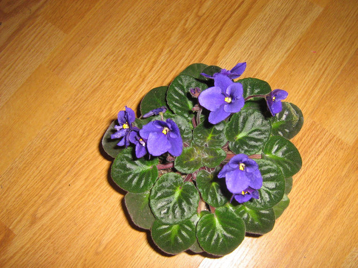 violete 015 - Florile mele