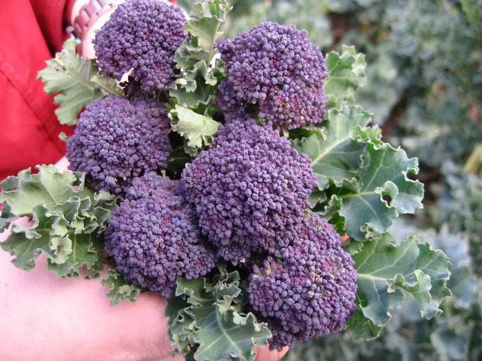 broccoli purple. - De vanzare seminte -legume-mirodenii-flori-arbori