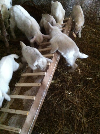 IMG_1645; Sa-nvatam sa mancam.
