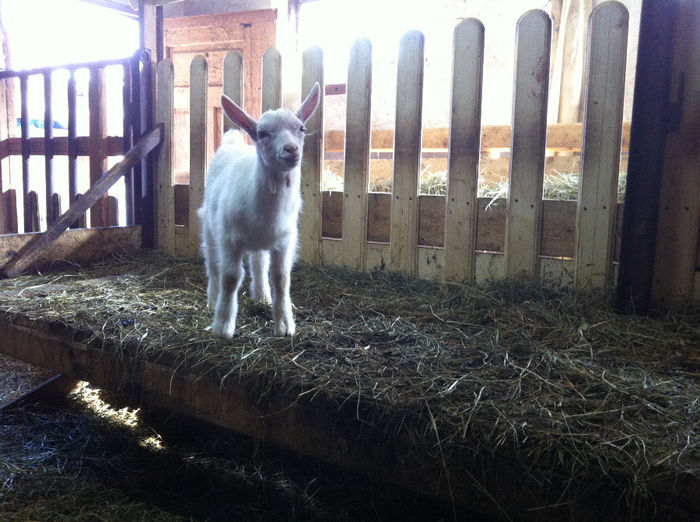 IMG_1660; NOUL VENIT IN GOSPODARIE.IEDUT TAP SAANEN>
