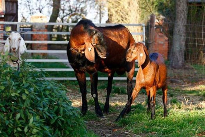 1451600_478957492219693_1478668784_n - crescatori de capre -austria ziege farm