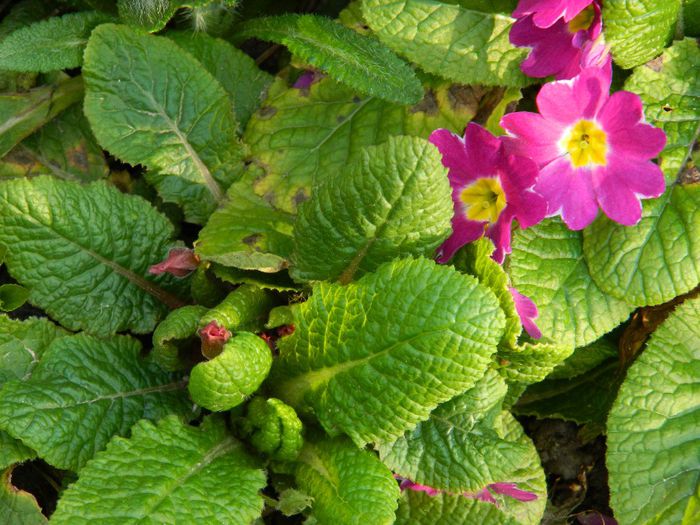 DSCN2499 - FEBRUARIE 2014