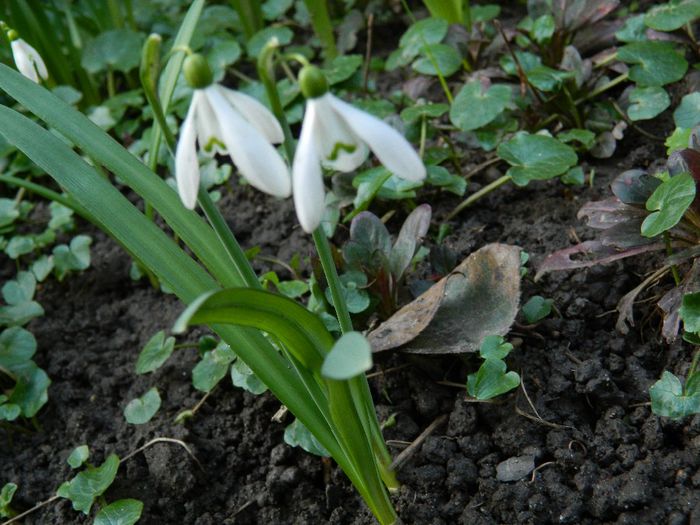 DSCN2515 - FEBRUARIE 2014