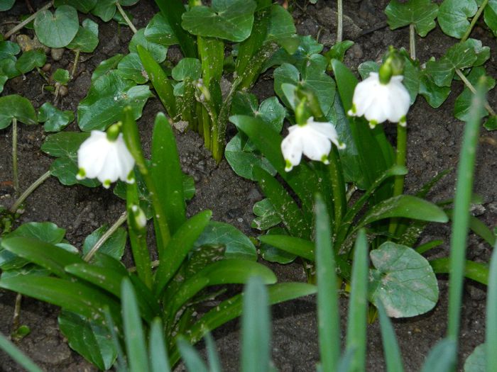 DSCN2519 - FEBRUARIE 2014