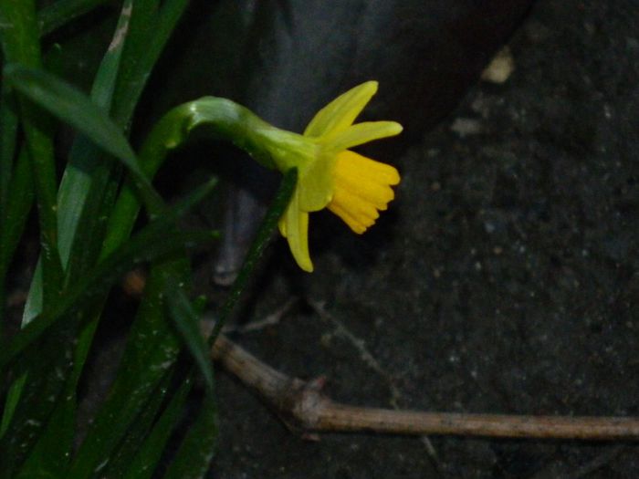 DSCN2533 - FEBRUARIE 2014