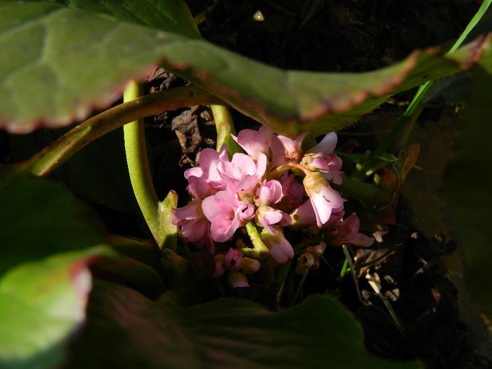 DSCN2553 - FEBRUARIE 2014