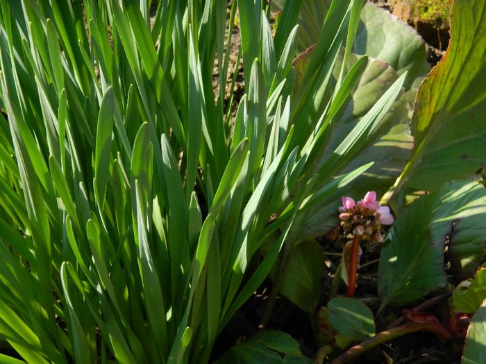 DSCN2554 - FEBRUARIE 2014