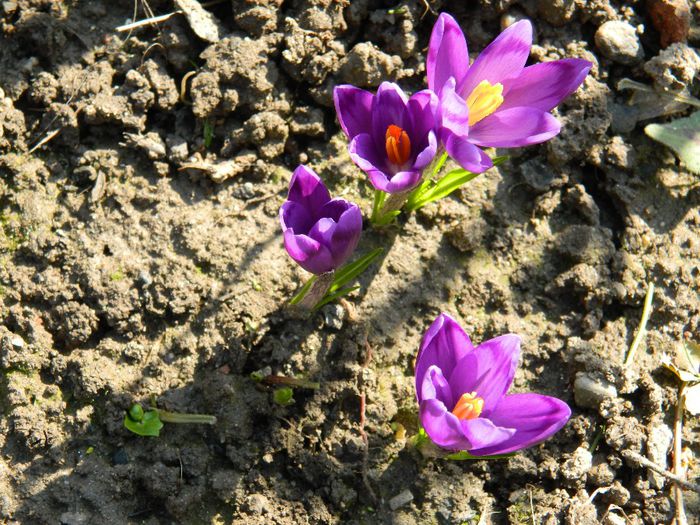 DSCN2579 - FEBRUARIE 2014