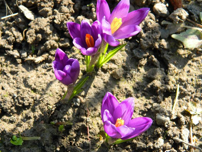 DSCN2580 - FEBRUARIE 2014