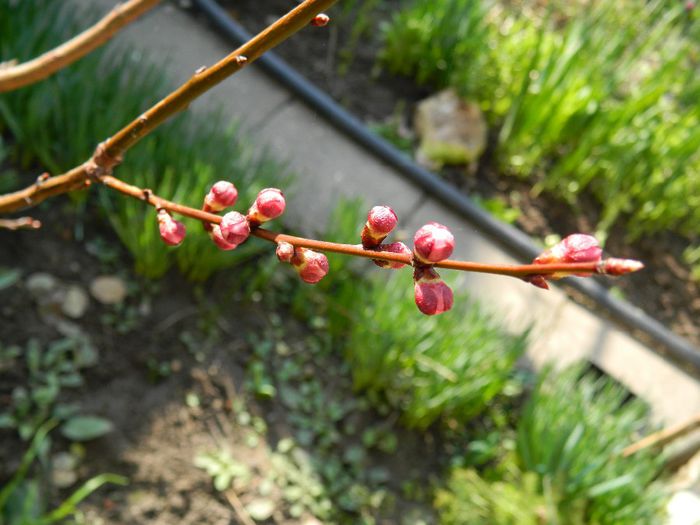 DSCN2593 - FEBRUARIE 2014