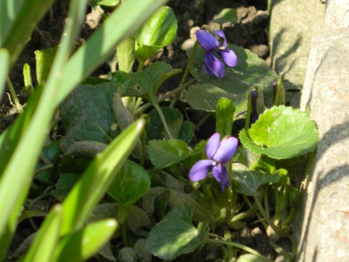 DSCN2599 - FEBRUARIE 2014