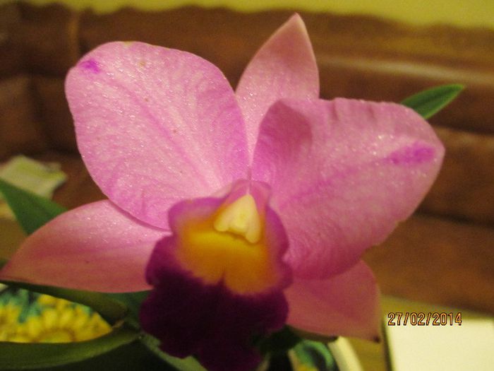 cattleya  roz  deschis - cattleya