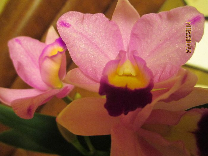 cattleya  roz  deschis - catt 2014