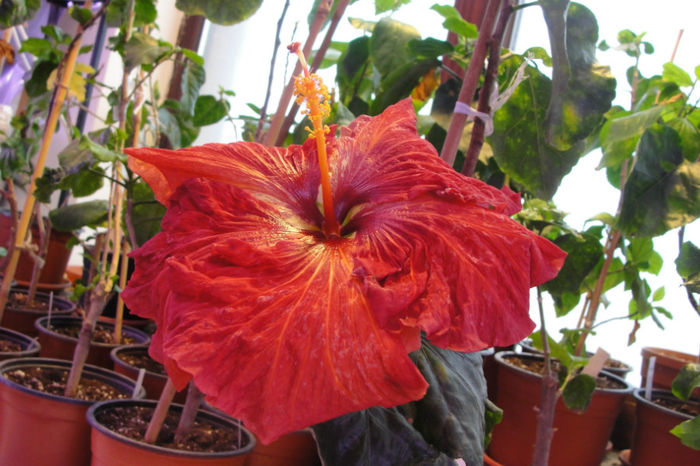  - Hibiscus-4