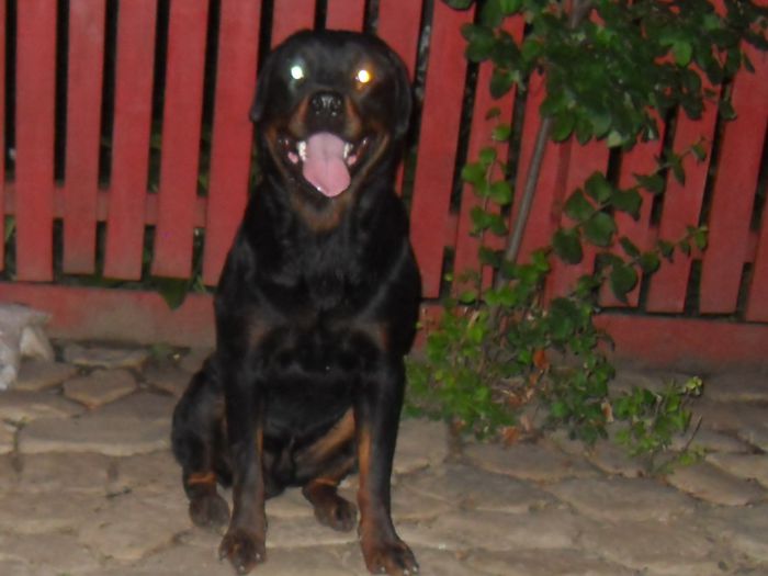 ROKY - ROTTWEILER PENTRU MONTA