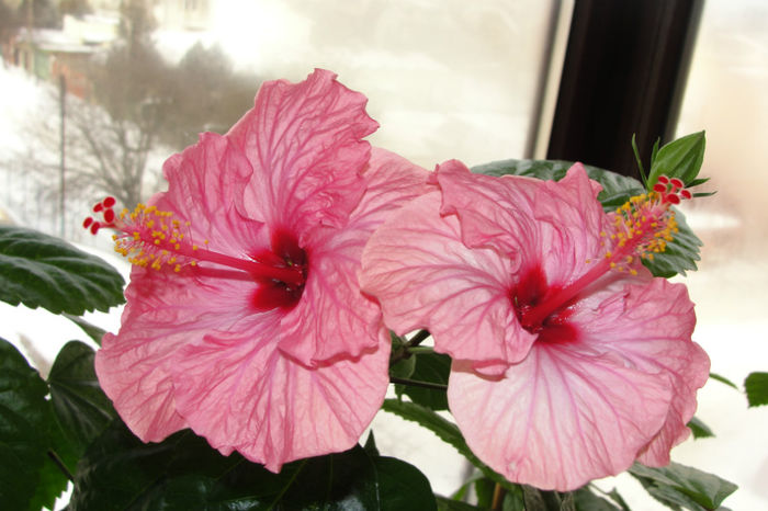  - Hibiscus-4