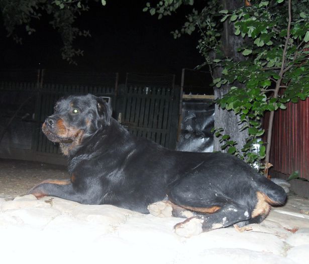 ROKY - ROTTWEILER PENTRU MONTA