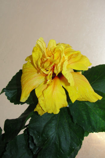 Koenig - Hibiscus-4