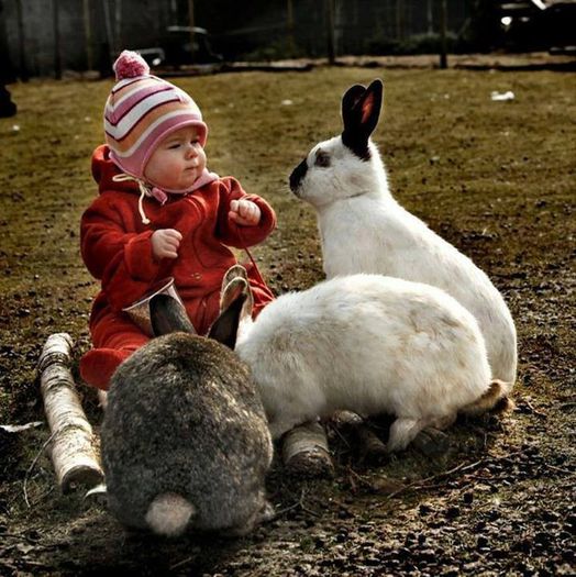 1922327_300404370108678_904548832_n - Animalutele mele