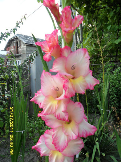 SAM_0545 - Gladiole