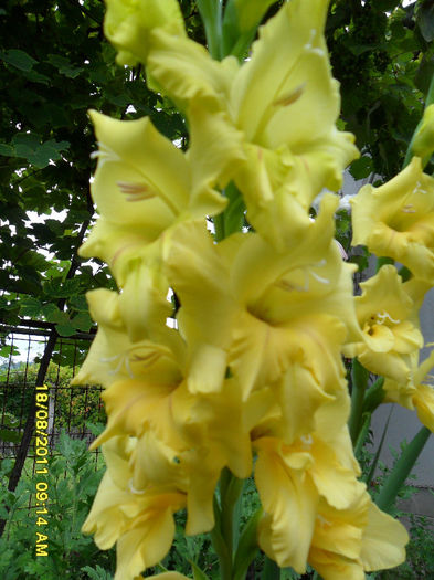 SAM_0583 - Gladiole