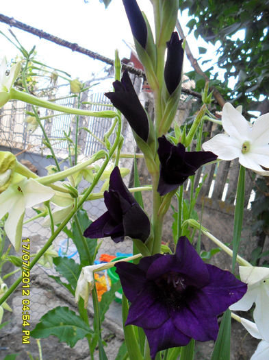 SAM_1575 - Gladiole