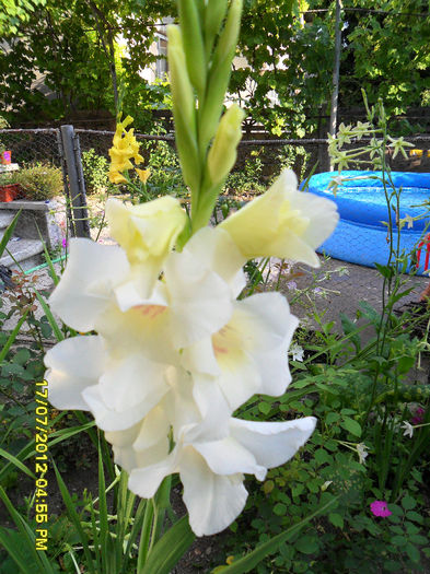 SAM_1577 - Gladiole