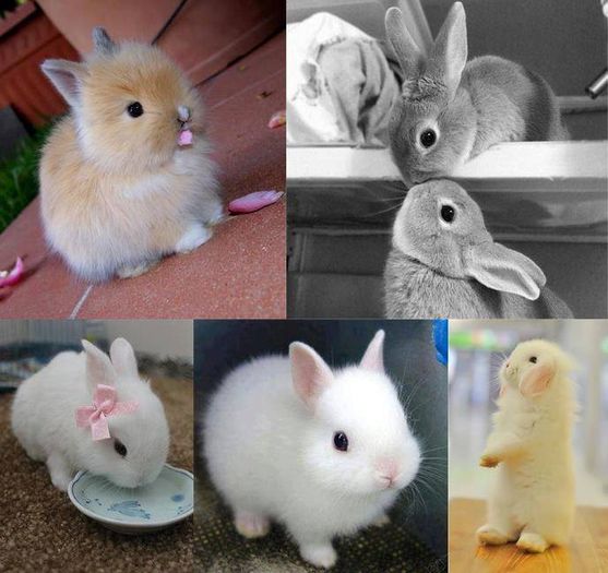 1779711_632132383509215_1941188666_n - Animalutele mele