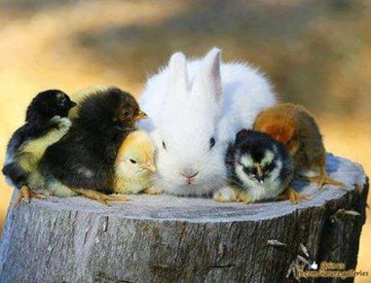 1900168_514960995290283_319975385_n - Animalutele mele