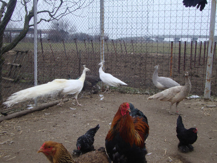 DSC04012 - AnimaleSiPasari2014